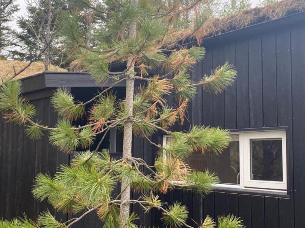 דירות הלה Audkula Dome Cabin מראה חיצוני תמונה